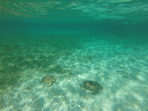 two-sea-turtles