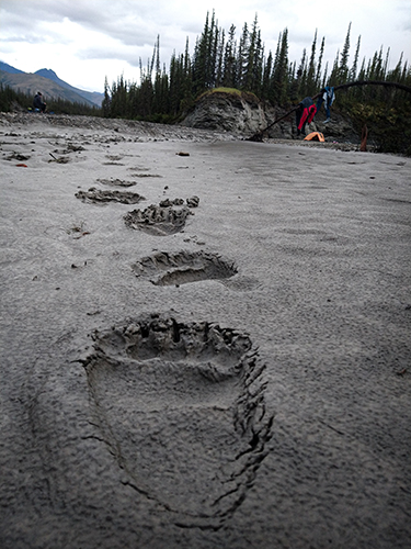 grizzly-tracks