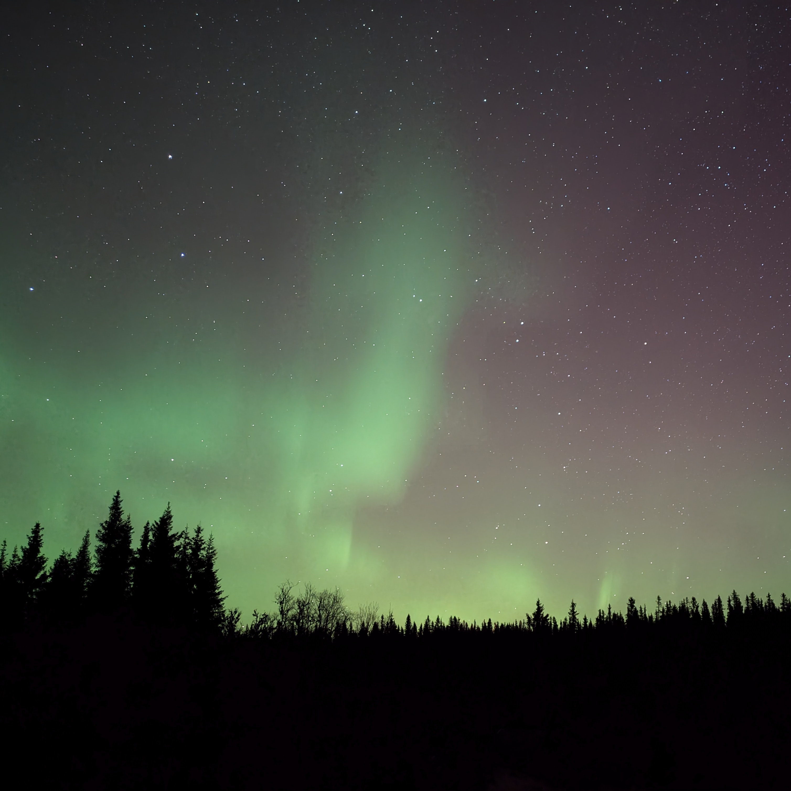 aurora borealis over trees in the dark